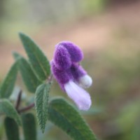 Salvia leucantha Cav.